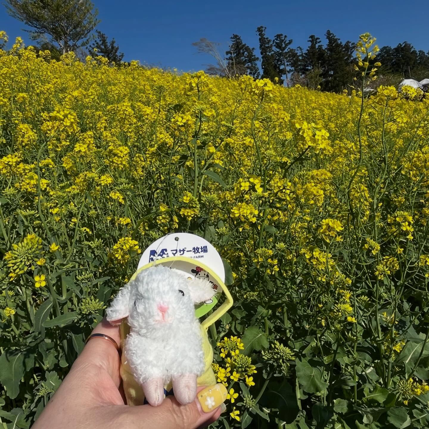 先日千葉県にあるマザー牧場に行ってきました🐮🥛