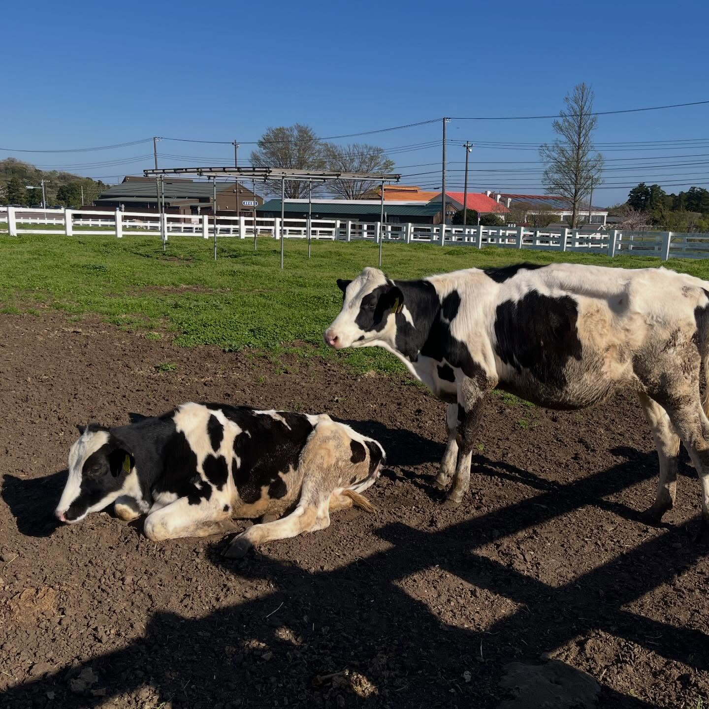 先日千葉県にあるマザー牧場に行ってきました🐮🥛