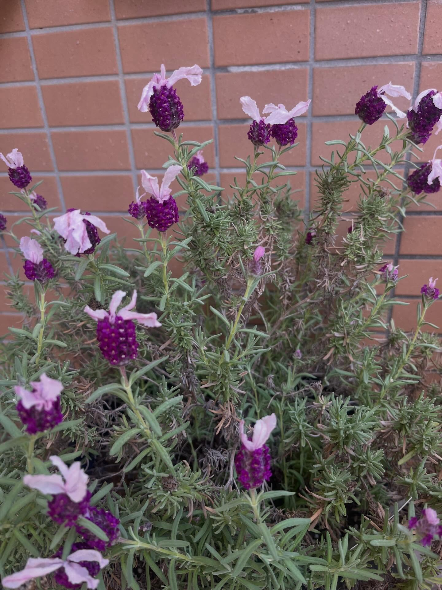 ラベンダーはたくさん花が咲いていてとても綺麗です🪻