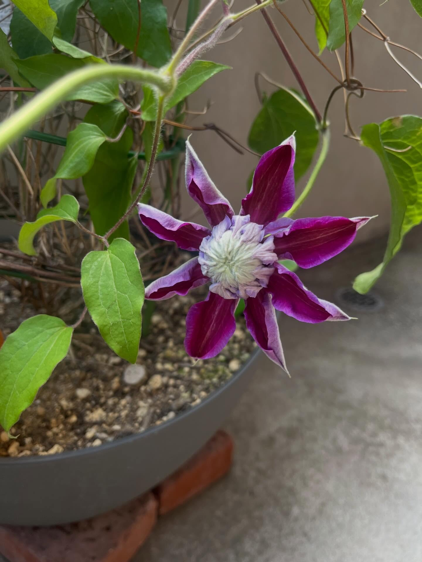 ラベンダーはたくさん花が咲いていてとても綺麗です🪻