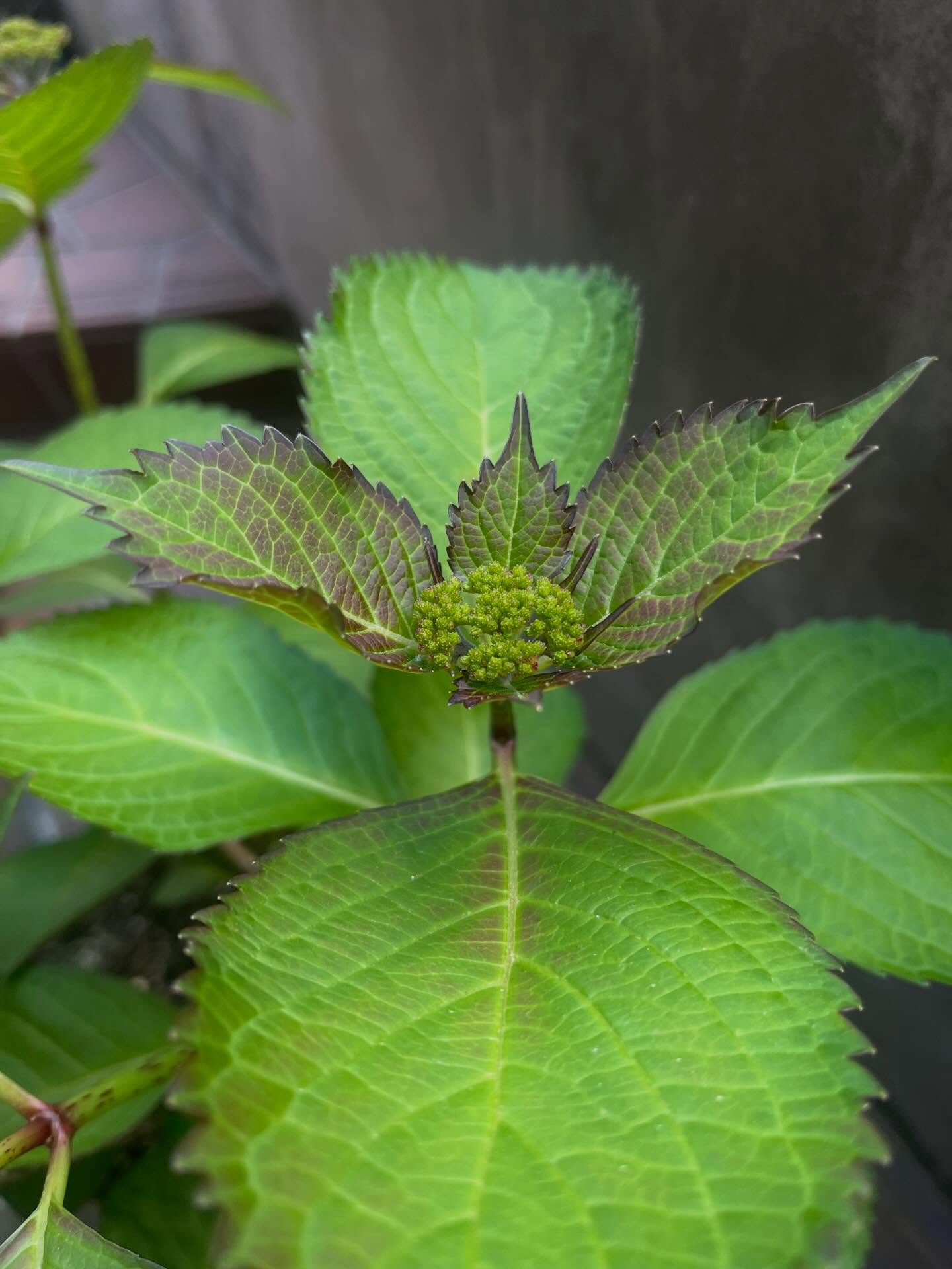 ラベンダーはたくさん花が咲いていてとても綺麗です🪻