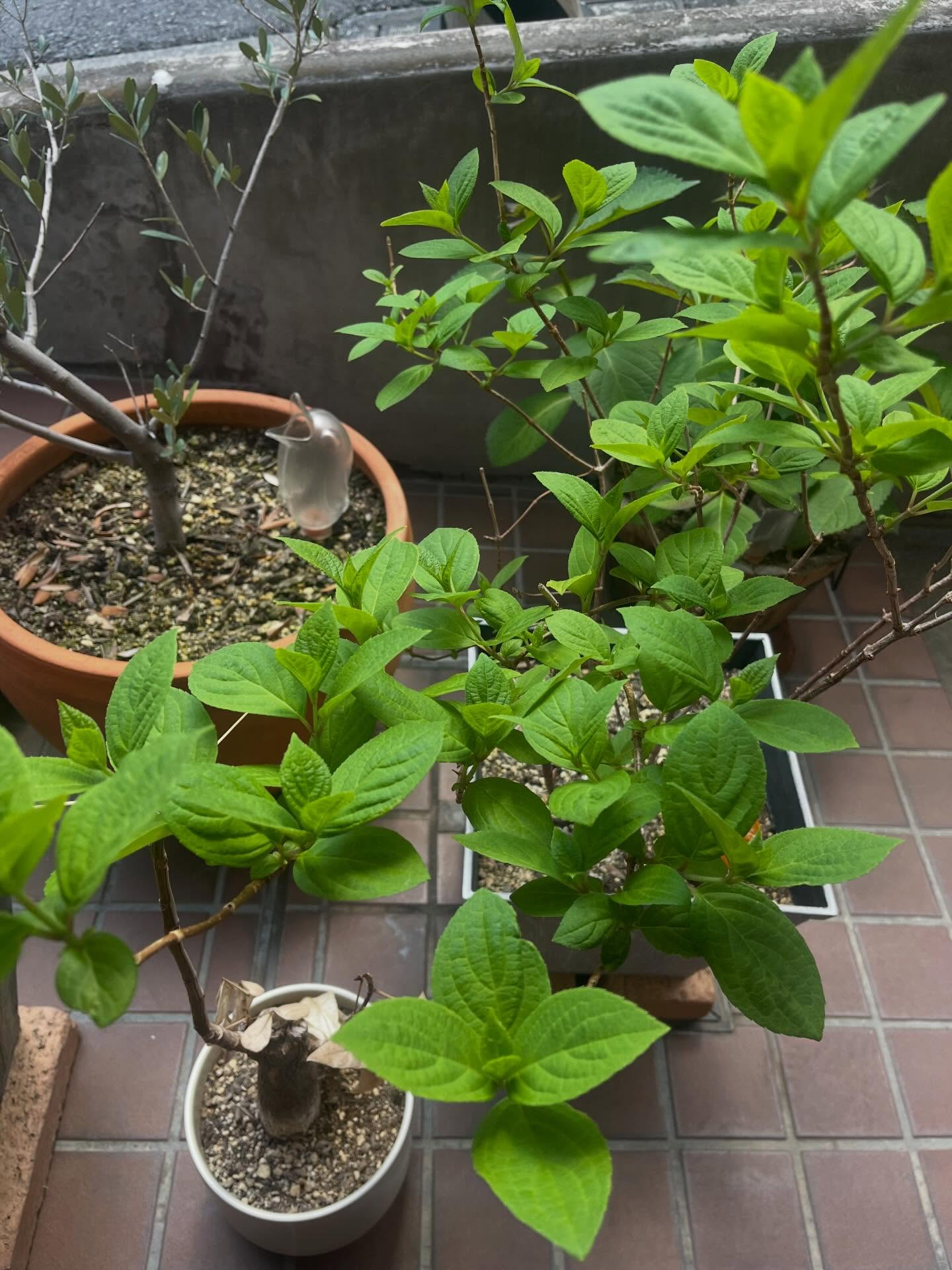 ラベンダーはたくさん花が咲いていてとても綺麗です🪻