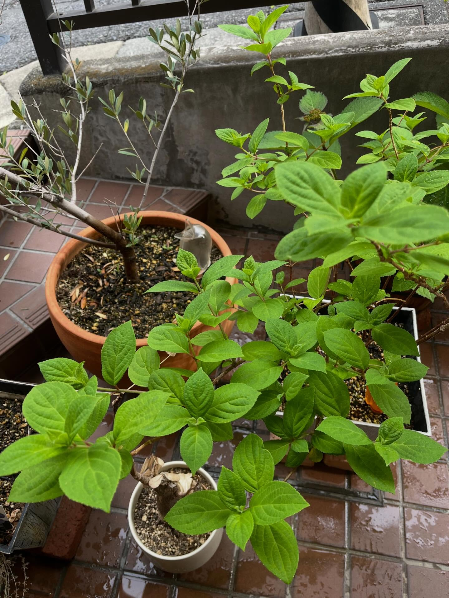 クレマチスはたくさんの花が開いて咲いていてとても綺麗です✨