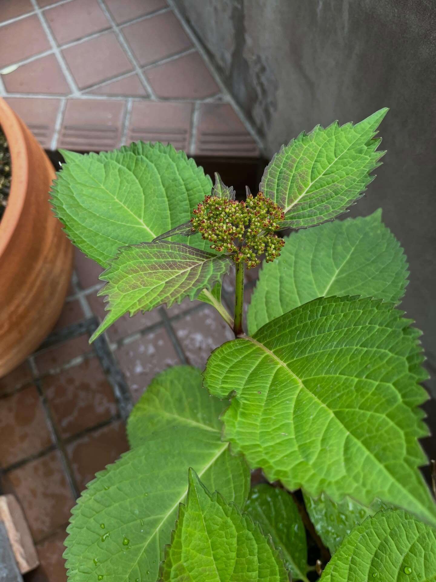 クレマチスはたくさんの花が開いて咲いていてとても綺麗です✨