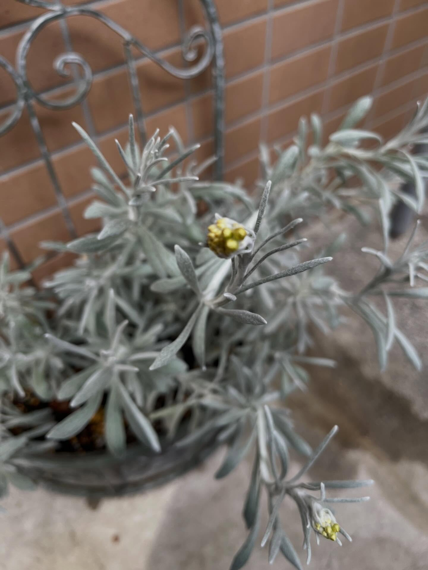 クレマチスはたくさんの花が開いて咲いていてとても綺麗です✨