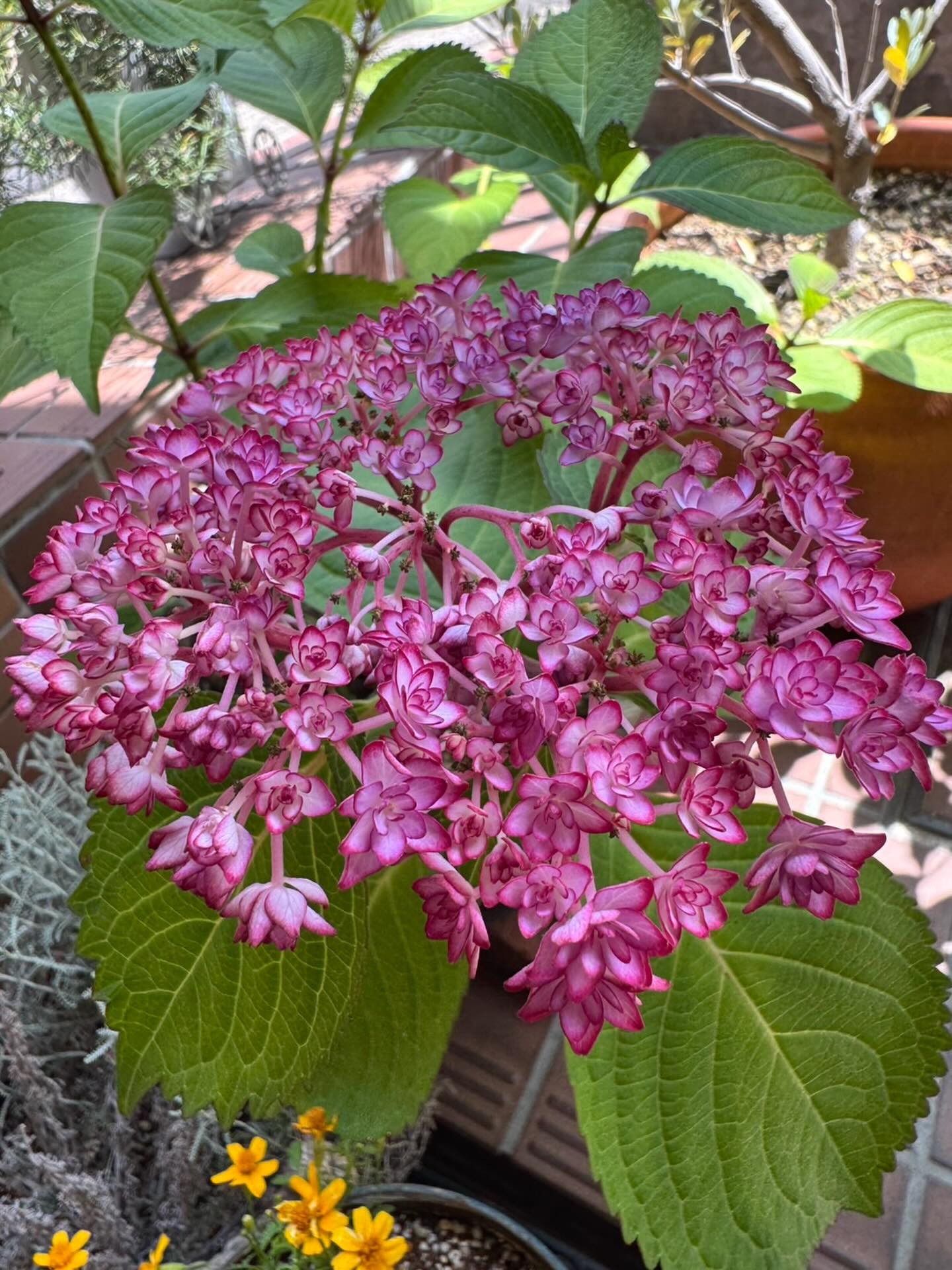 可愛い色の紫陽花が咲きました✨✨